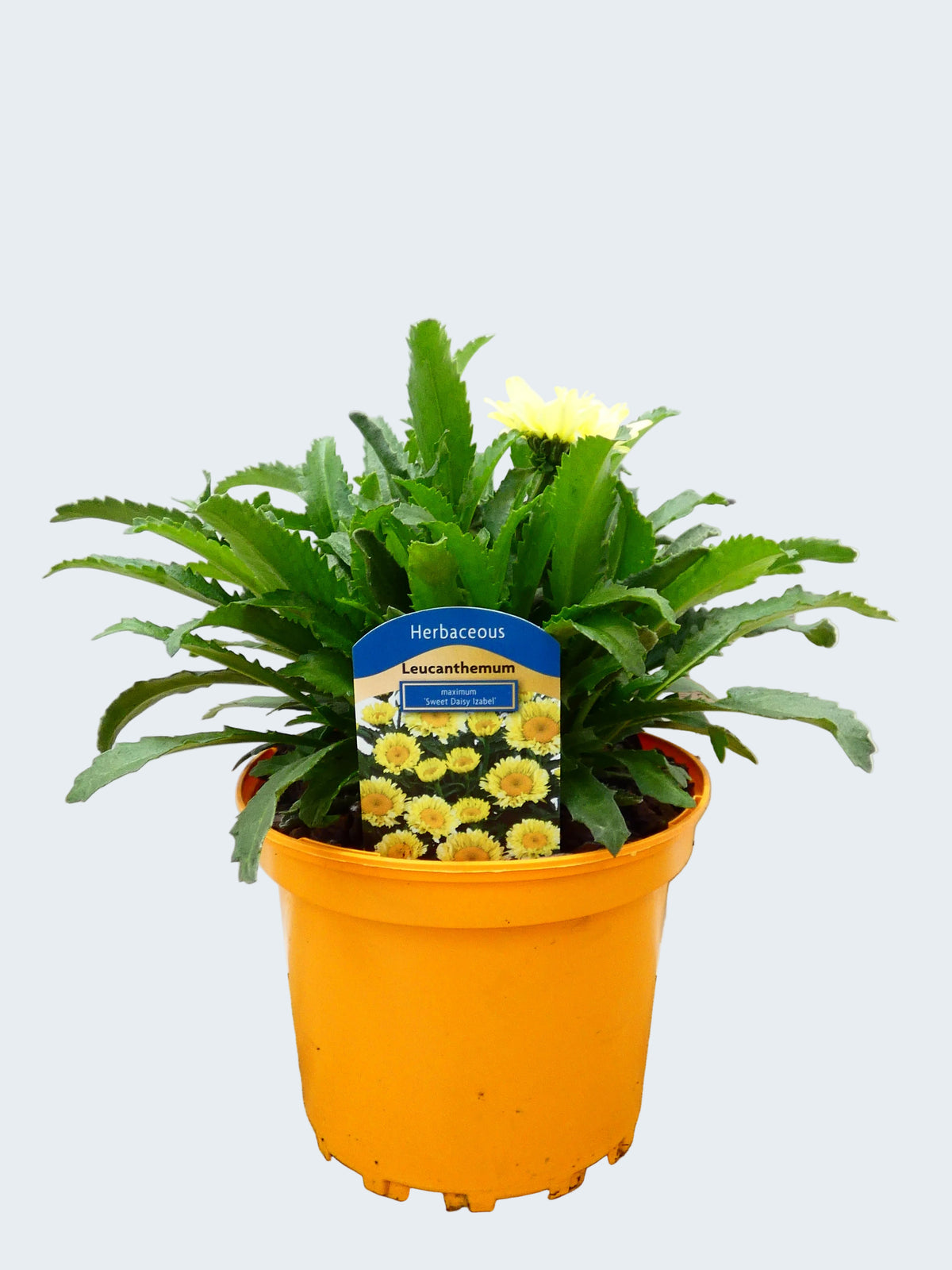 Leucanthemum 'Sweet Daisy Izabel' (2ltr)