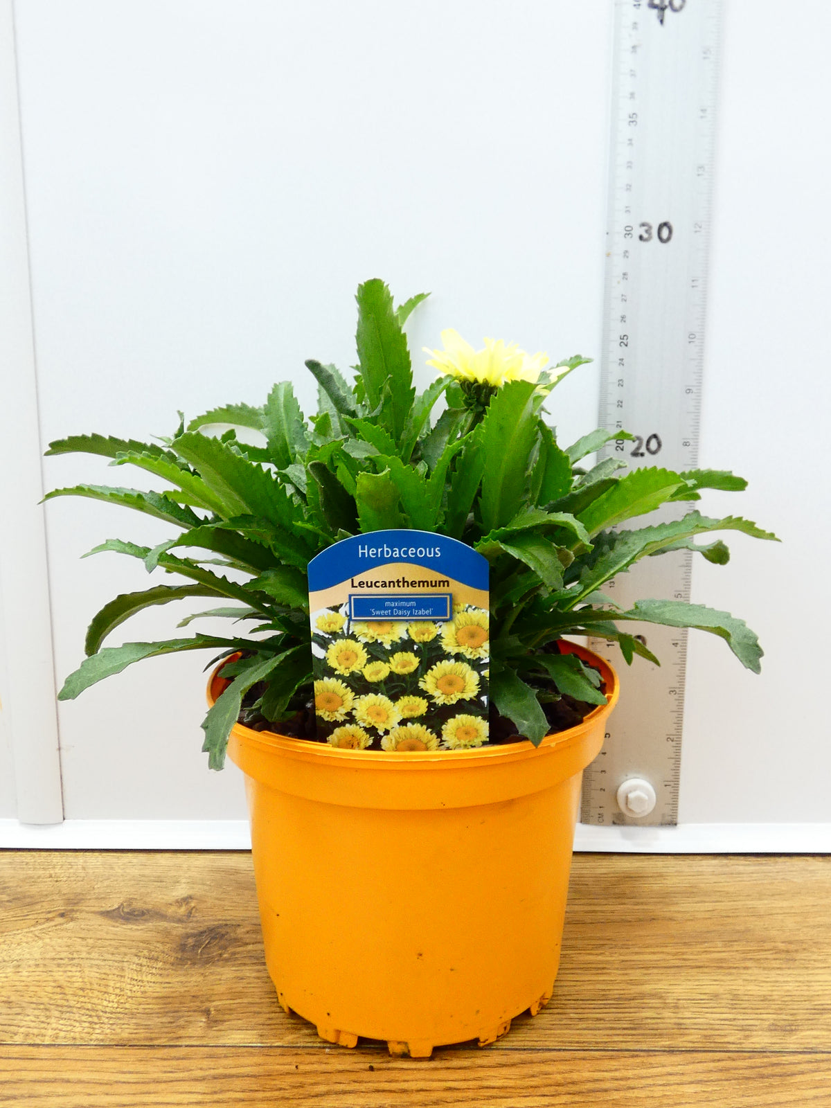 Leucanthemum 'Sweet Daisy Izabel' (2ltr)