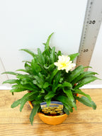 Leucanthemum 'Sweet Daisy Izabel' (2ltr)