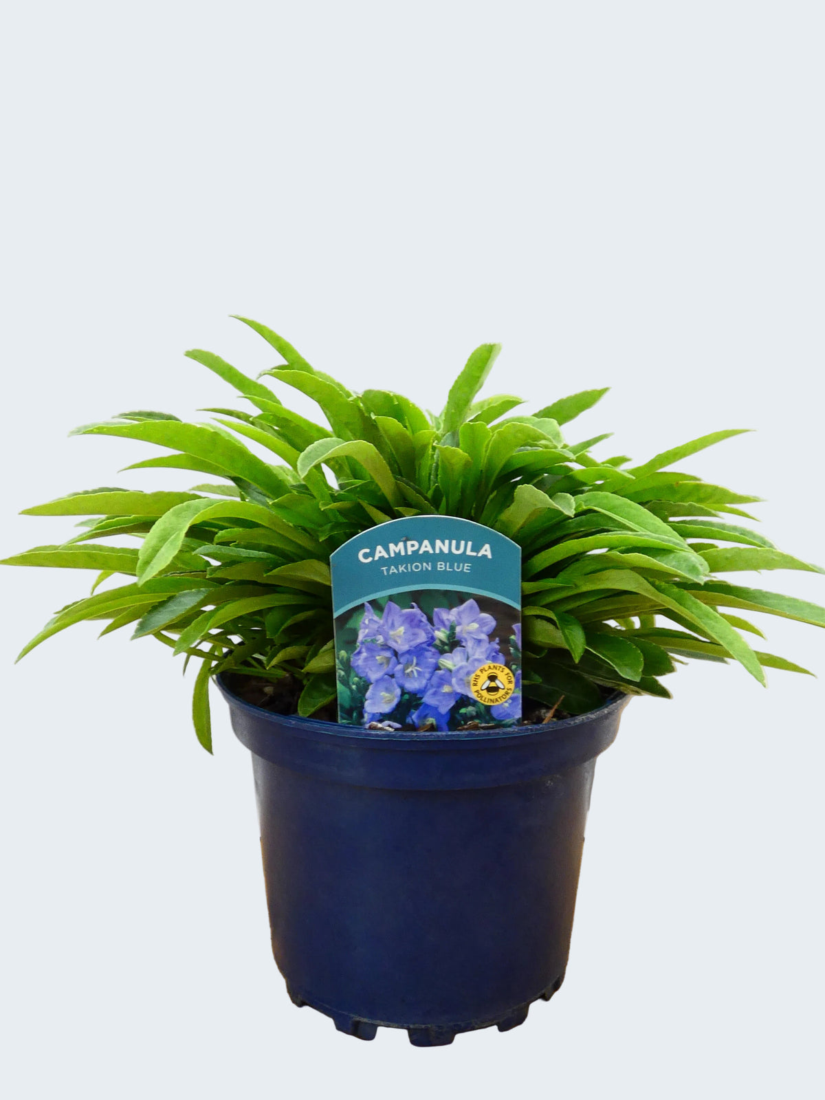 Campanula Takion 'Blue' (2ltr)