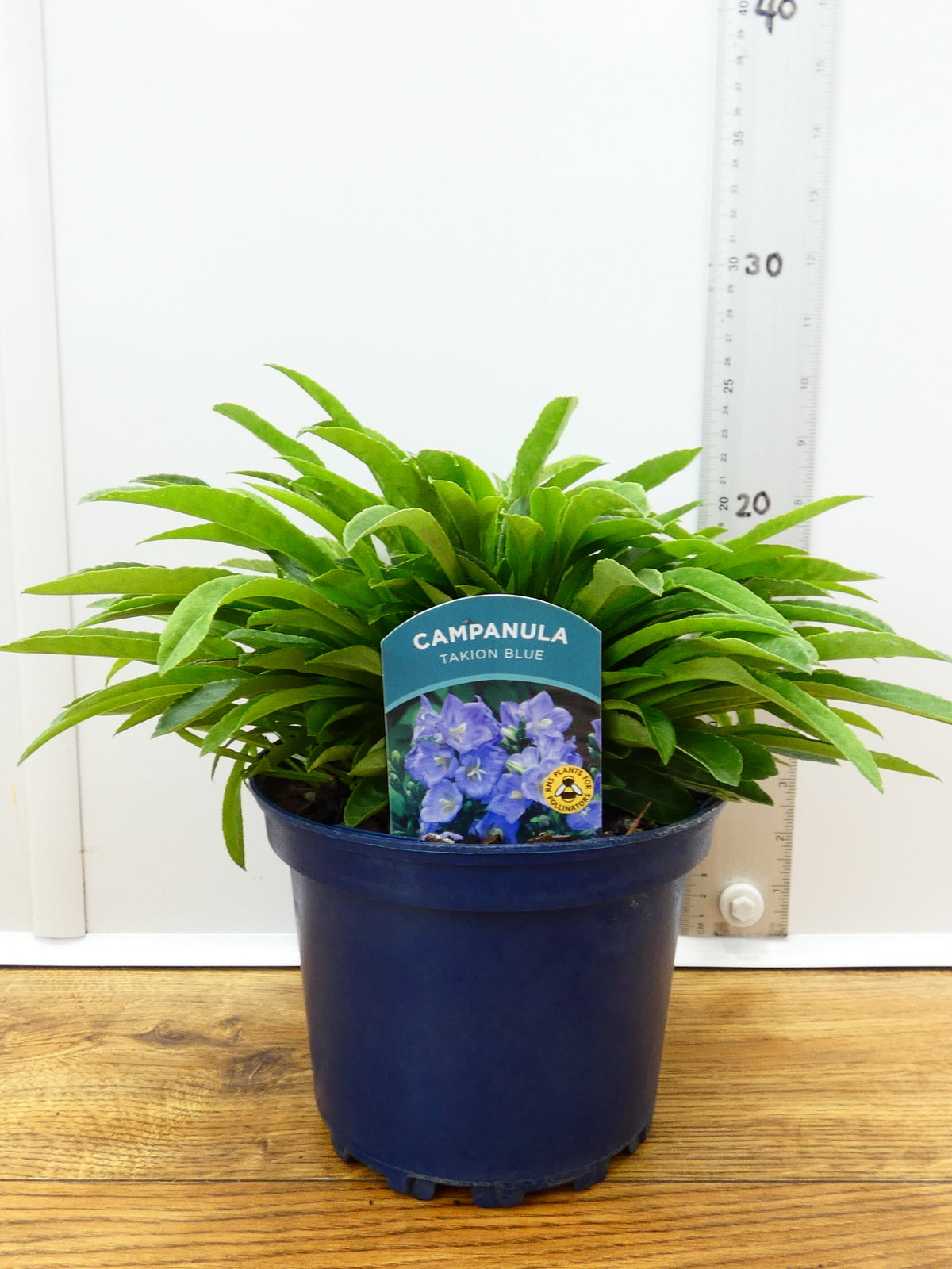 Campanula Takion 'Blue' (2ltr)