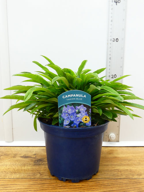 Campanula Takion 'Blue' (2ltr)