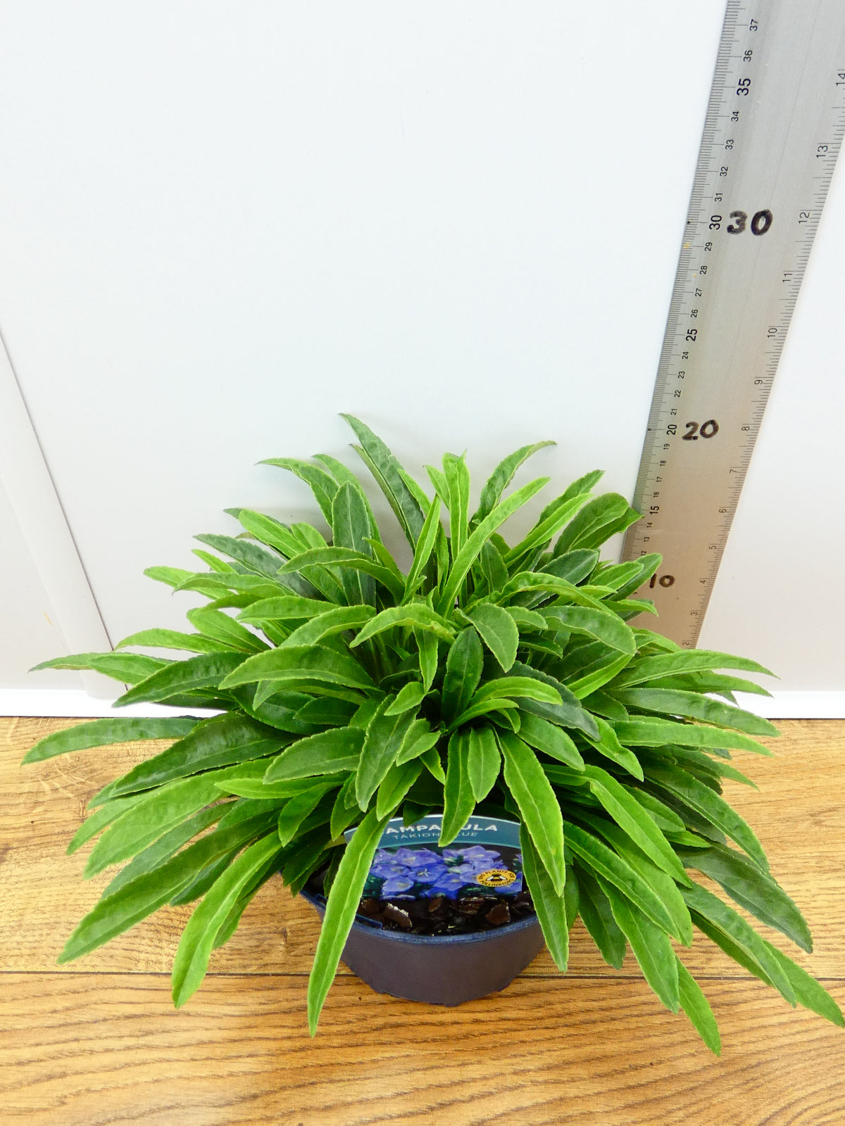 Campanula Takion 'Blue' (2ltr)