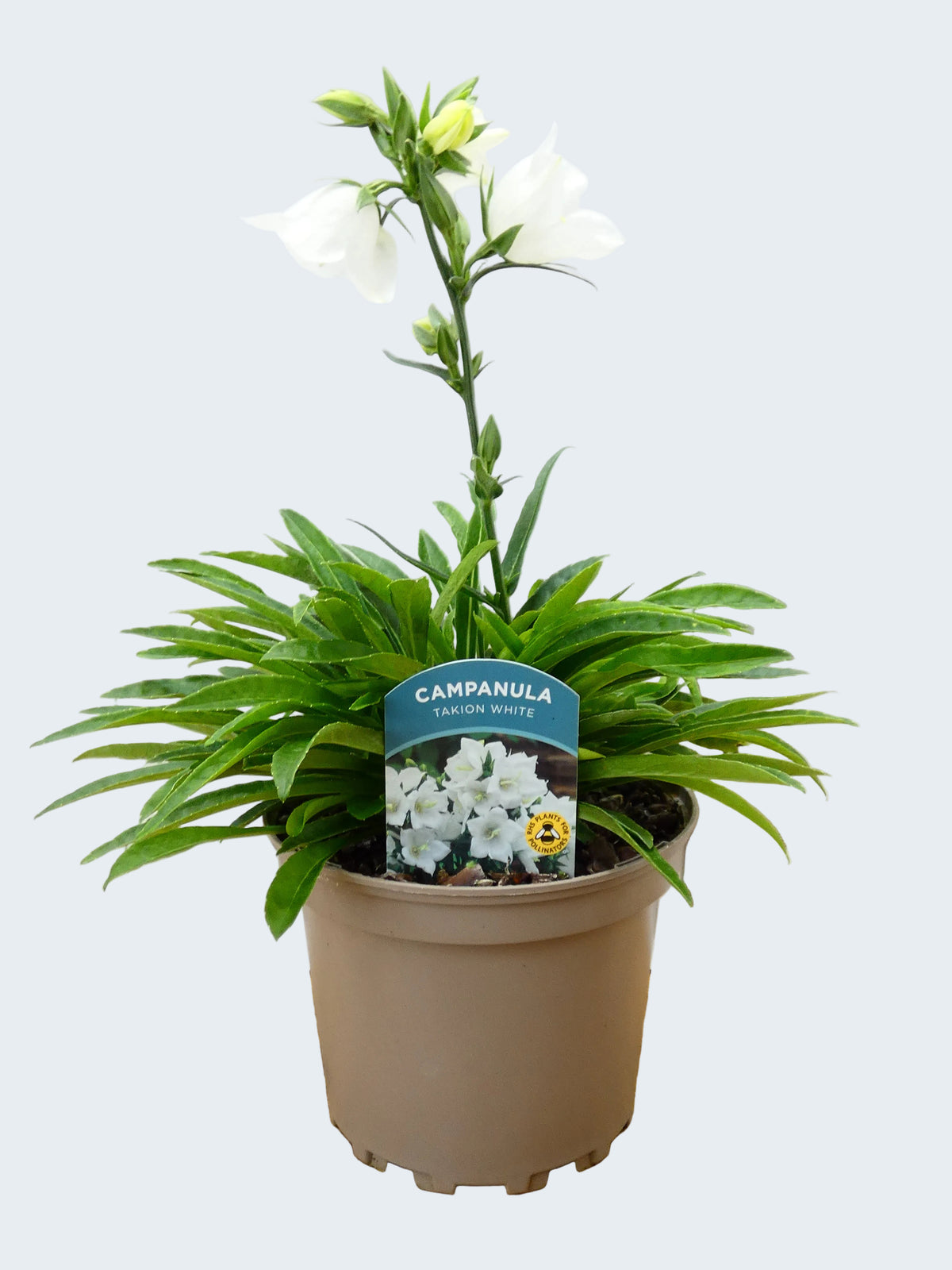 Campanula Takion 'White' (2ltr)