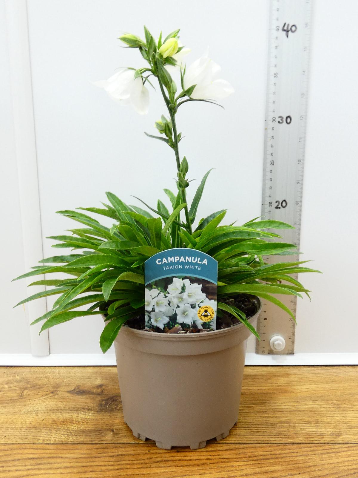 Campanula Takion 'White' (2ltr)