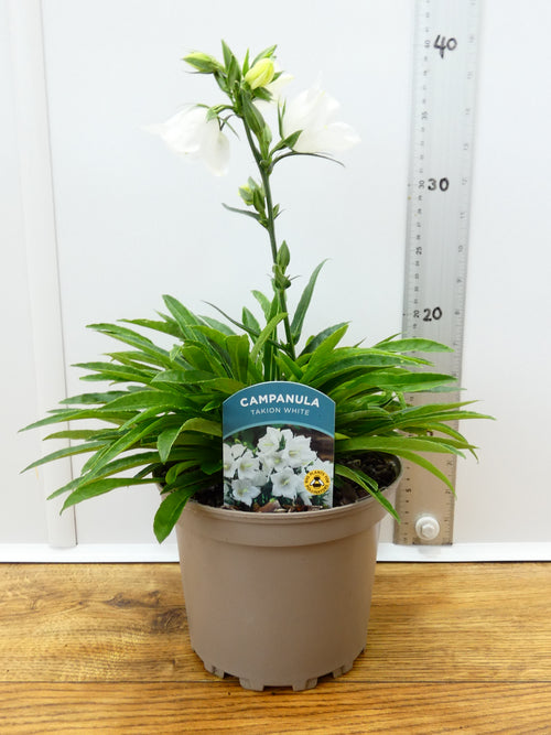 Campanula Takion 'White' (2ltr)