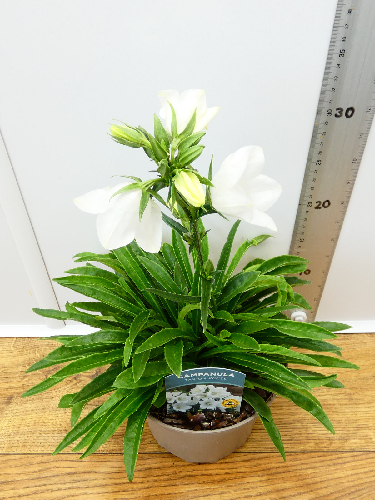 Campanula Takion 'White' (2ltr)