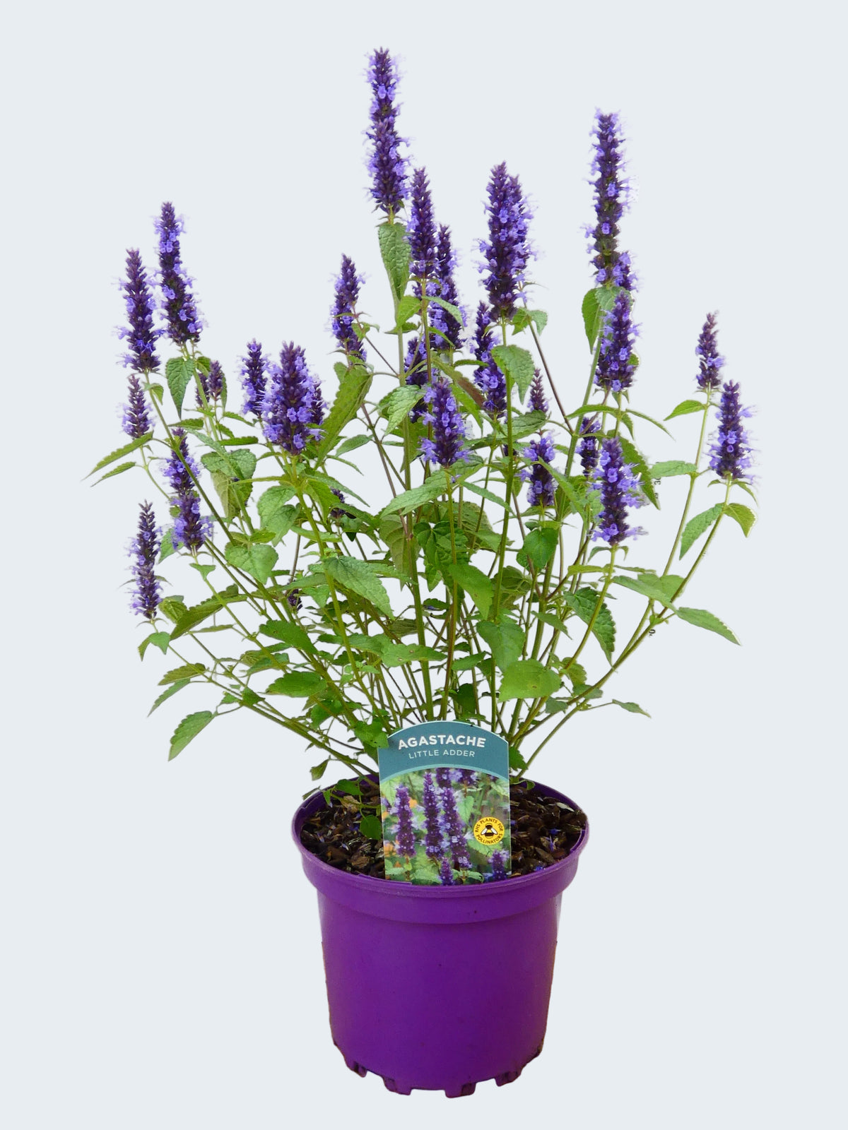 Agastache 'Little Adder' (2ltr)