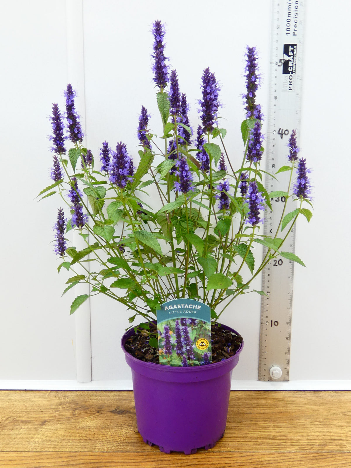 Agastache 'Little Adder' (2ltr)