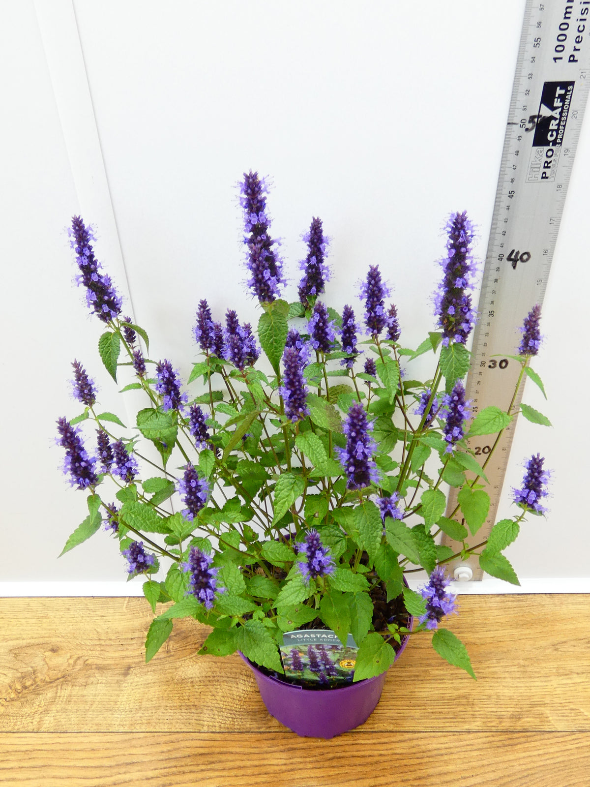Agastache 'Little Adder' (2ltr)