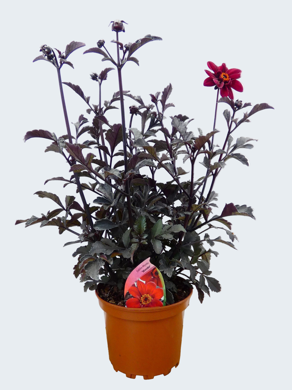 Dahlia Mystic 'Wonder' (2ltr)