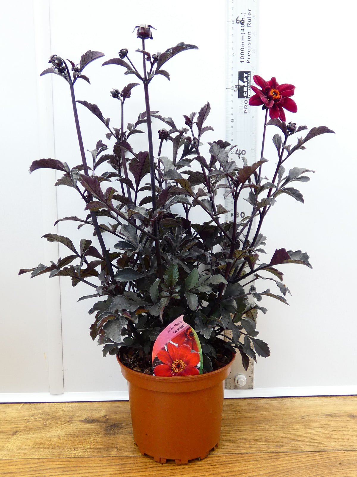 Dahlia Mystic 'Wonder' (2ltr)