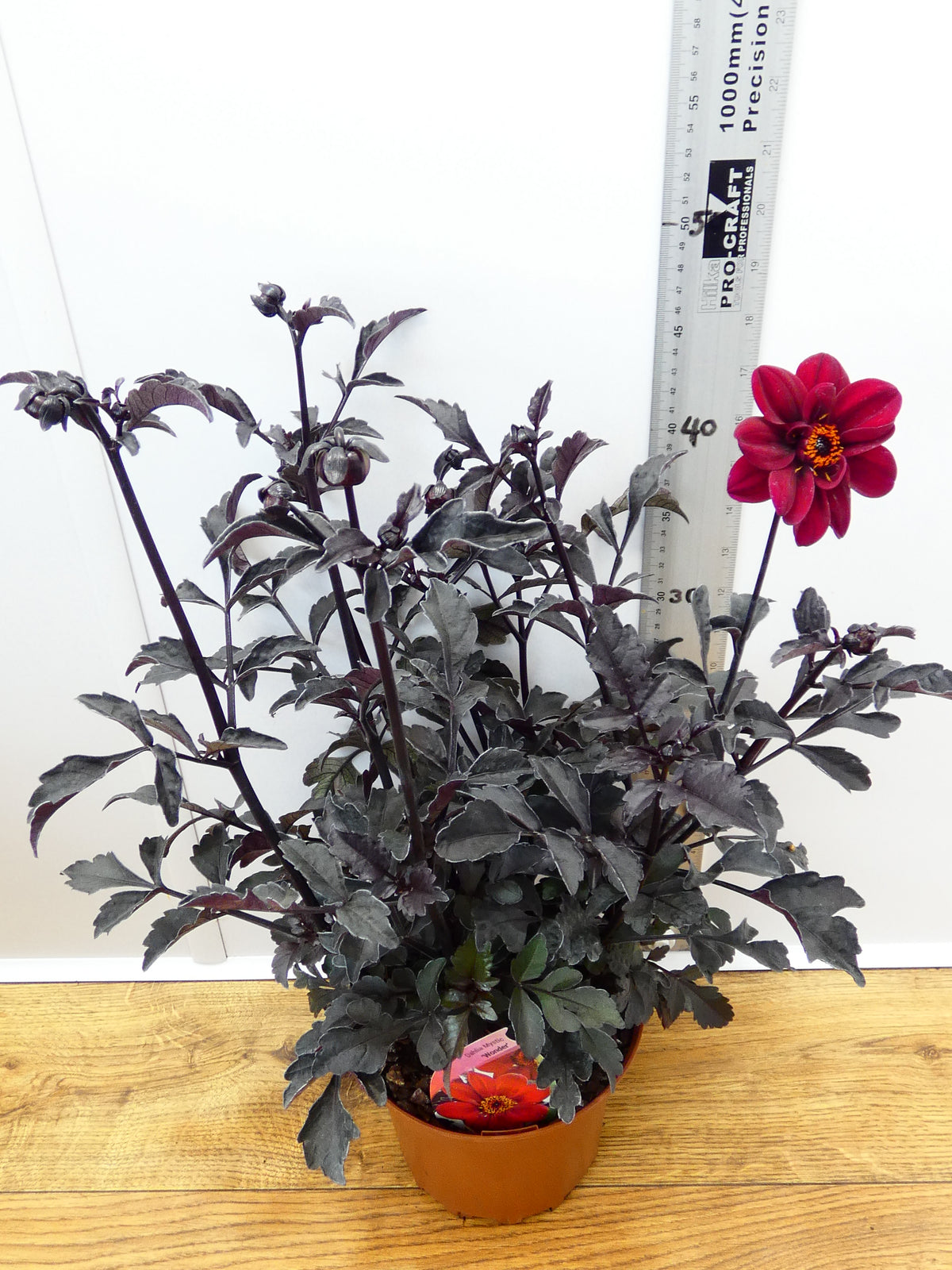 Dahlia Mystic 'Wonder' (2ltr)