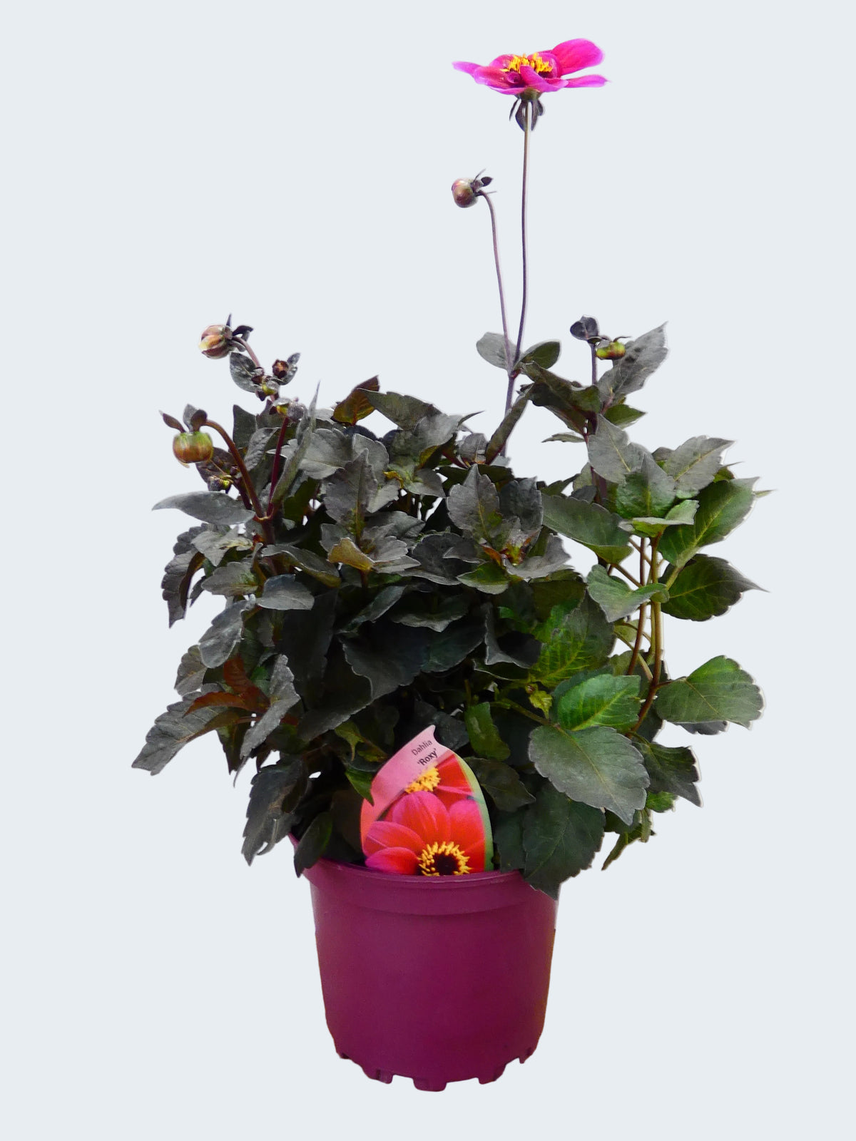 Dahlia 'Roxy' (2ltr)