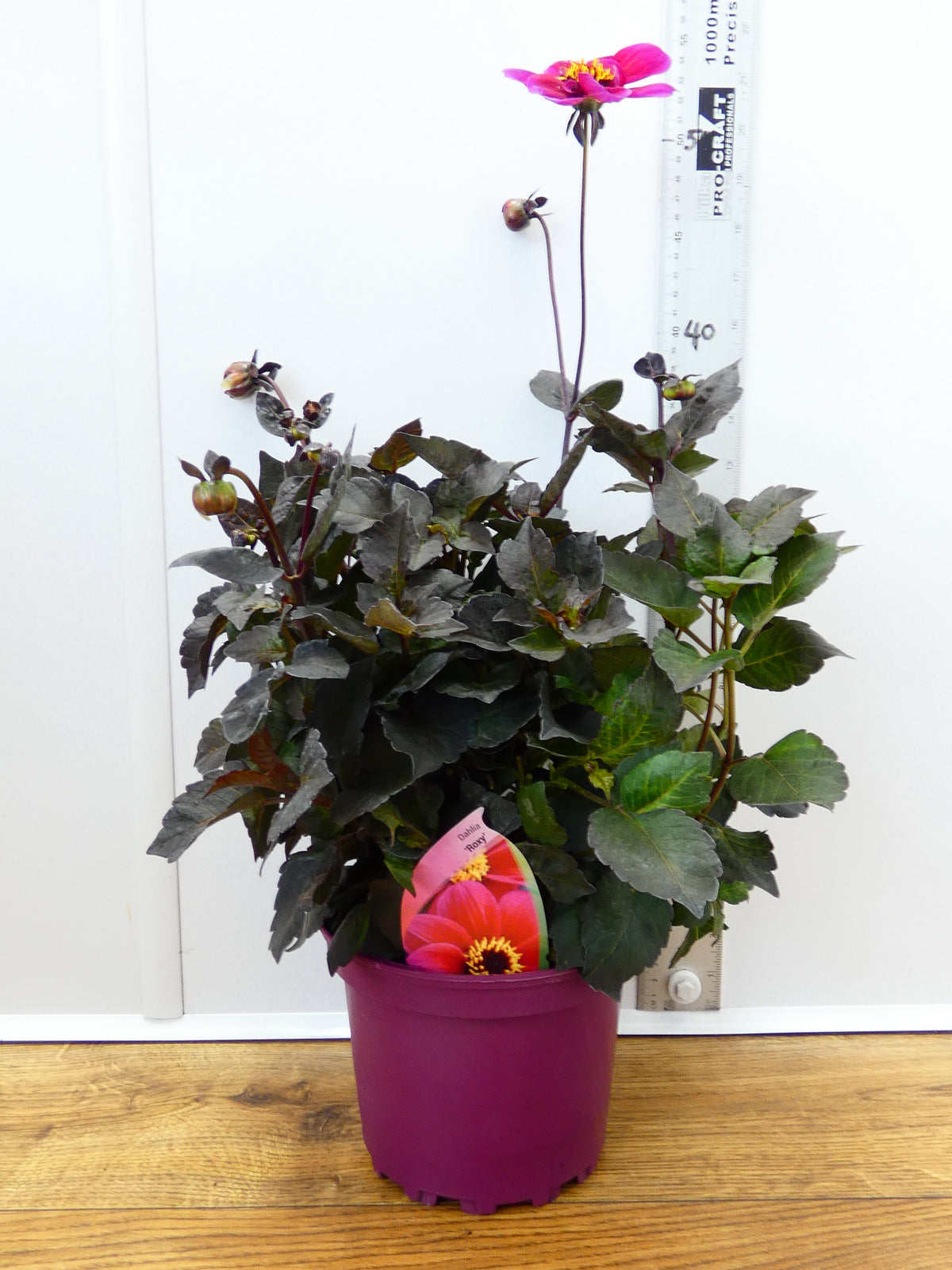Dahlia 'Roxy' (2ltr)