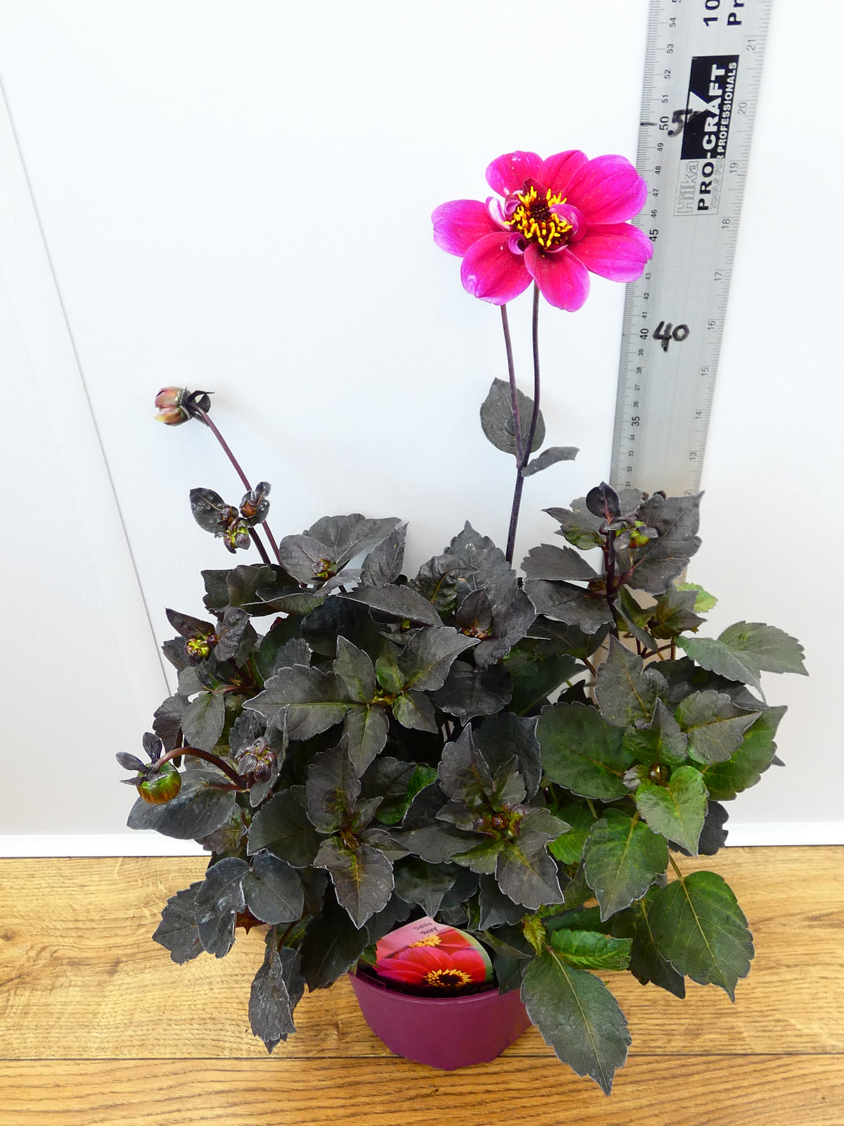 Dahlia 'Roxy' (2ltr)
