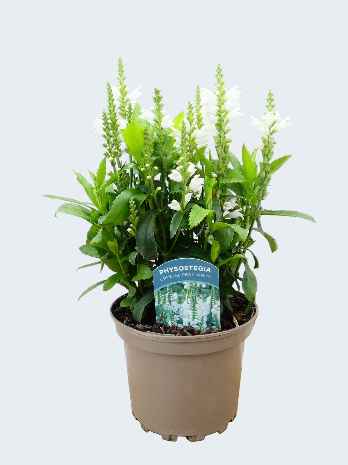 Physostegia Crystal Peak White (2ltr)