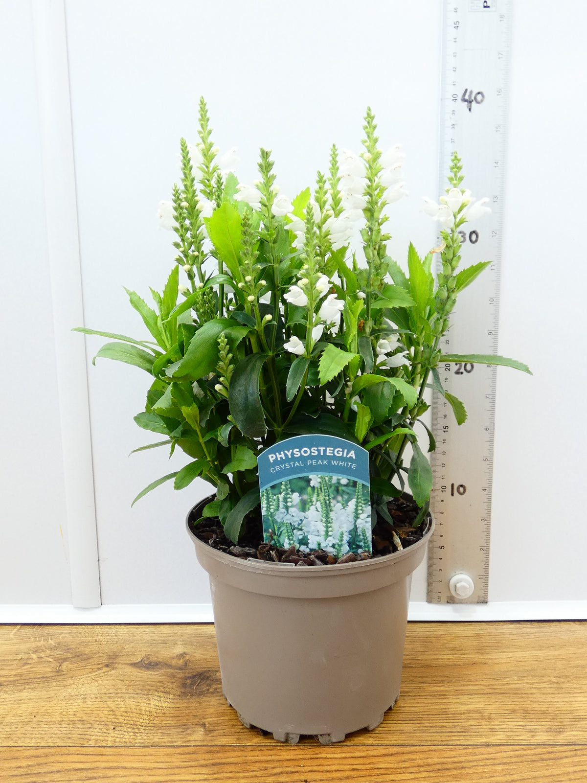 Physostegia Crystal Peak White (2ltr)