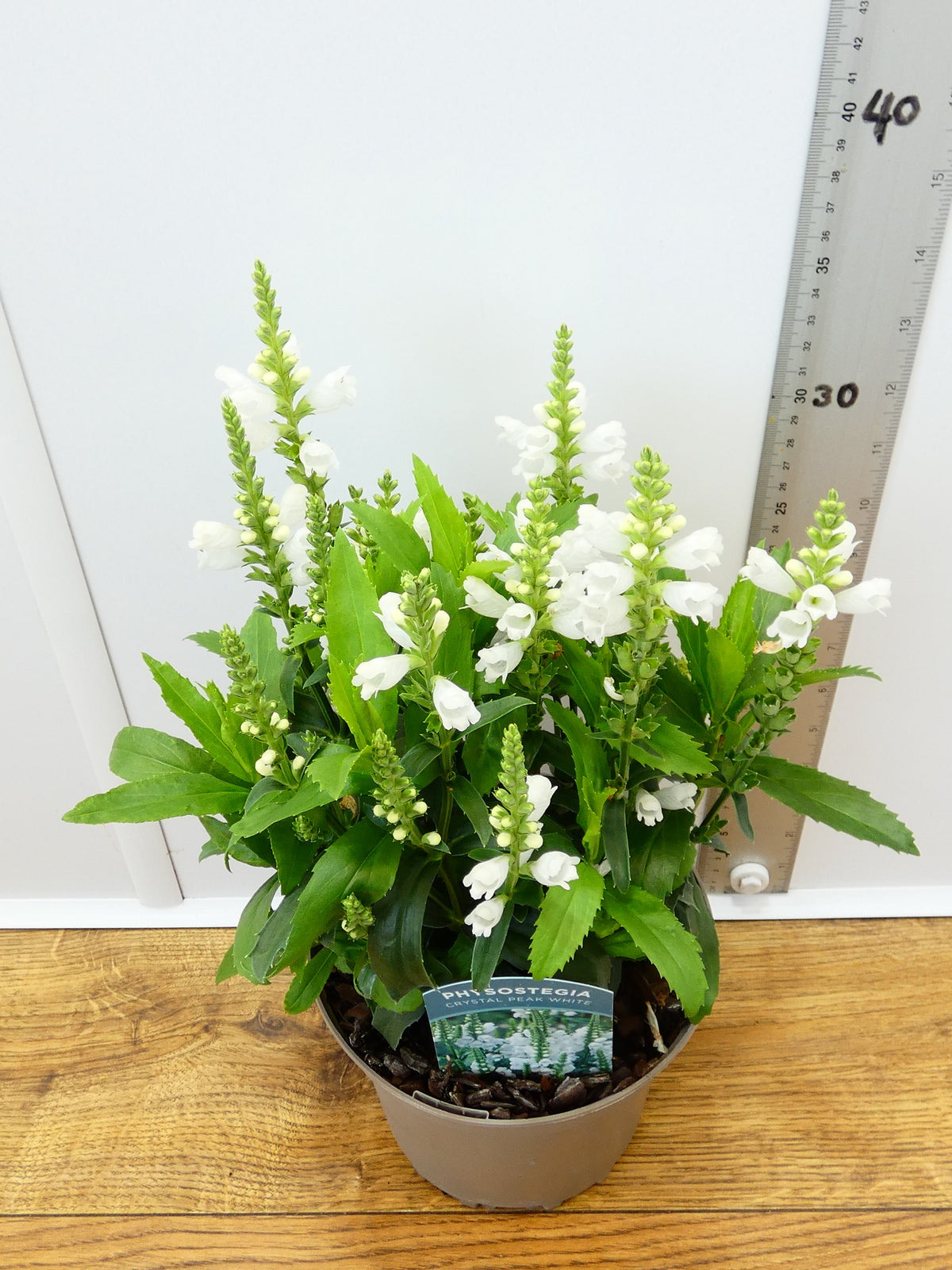 Physostegia Crystal Peak White (2ltr)