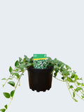 Vinca 'Colada' (2ltr)