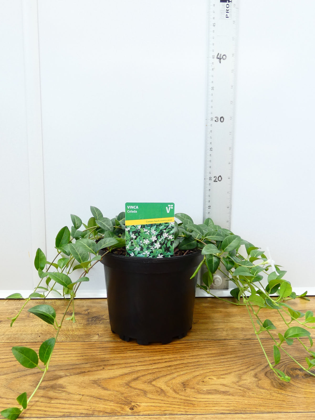 Vinca 'Colada' (2ltr)