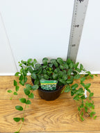 Vinca 'Colada' (2ltr)
