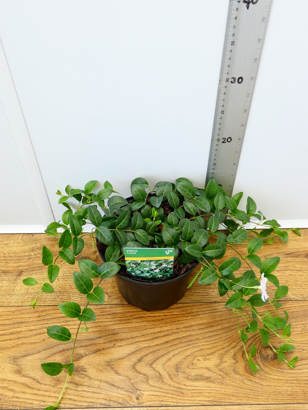 Vinca 'Colada' (2ltr)