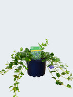 Vinca 'Bowles' (2ltr)