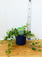 Vinca 'Bowles' (2ltr)