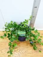 Vinca 'Bowles' (2ltr)