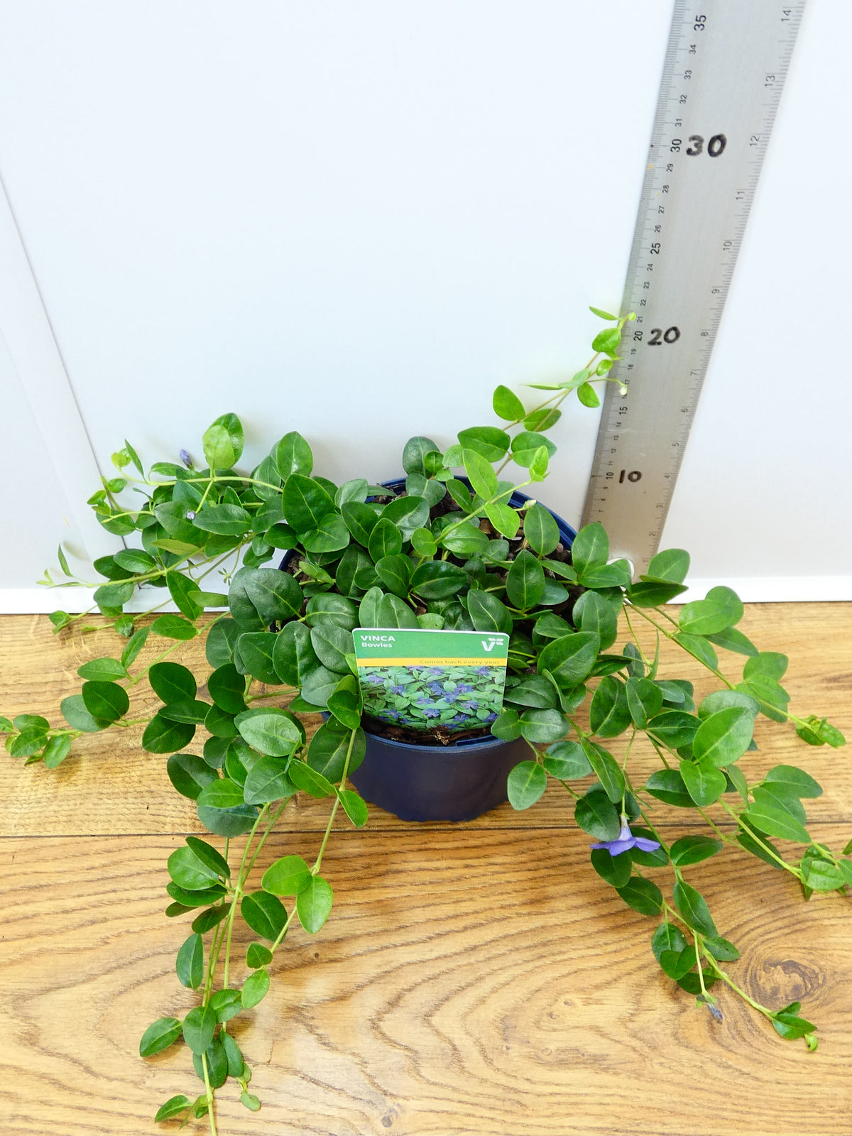 Vinca 'Bowles' (2ltr)