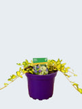 Vinca 'Imagine' (2ltr)