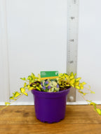 Vinca 'Imagine' (2ltr)