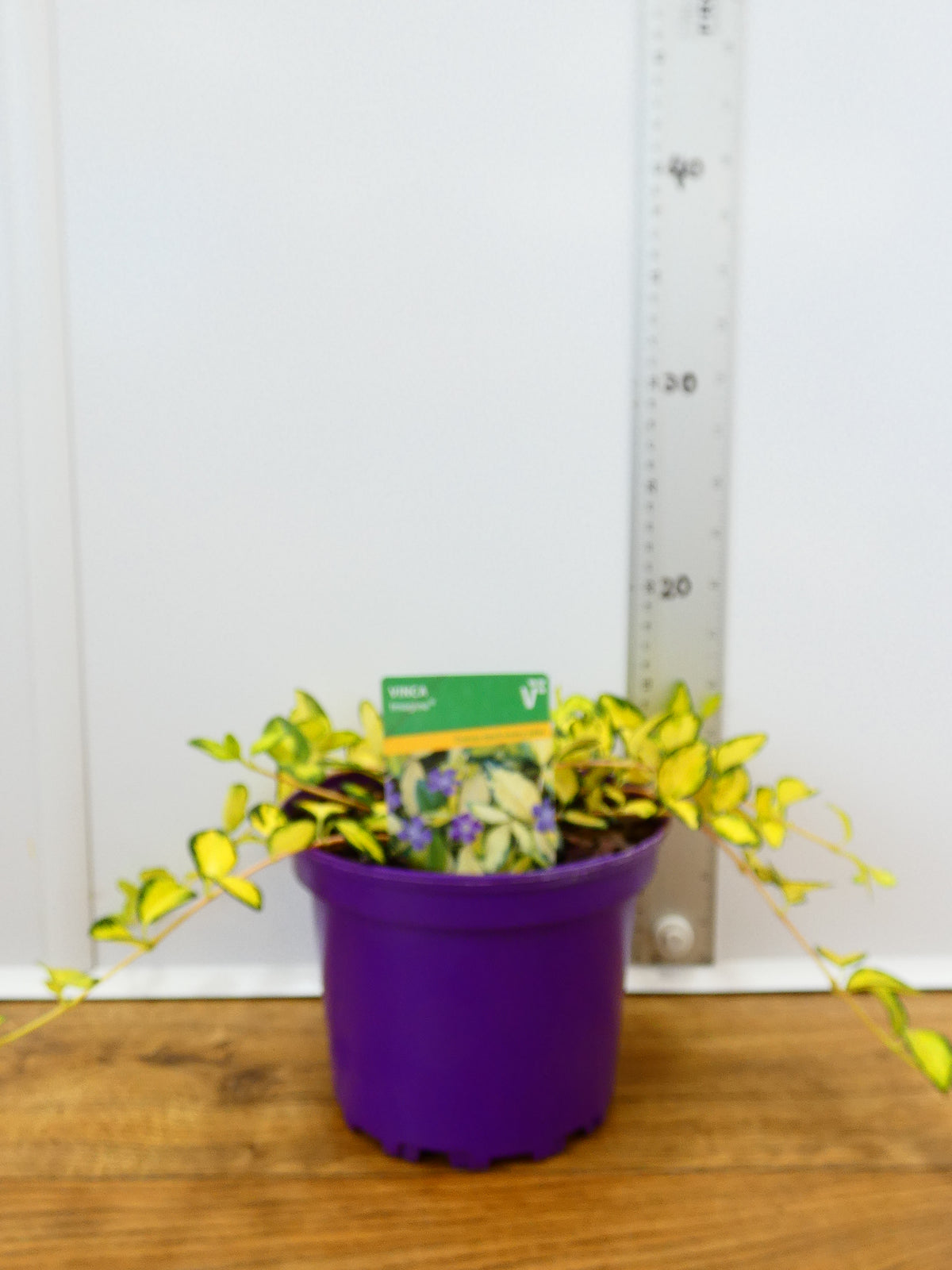 Vinca 'Imagine' (2ltr)
