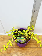 Vinca 'Imagine' (2ltr)