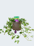 Vinca 'Verino' (2ltr)
