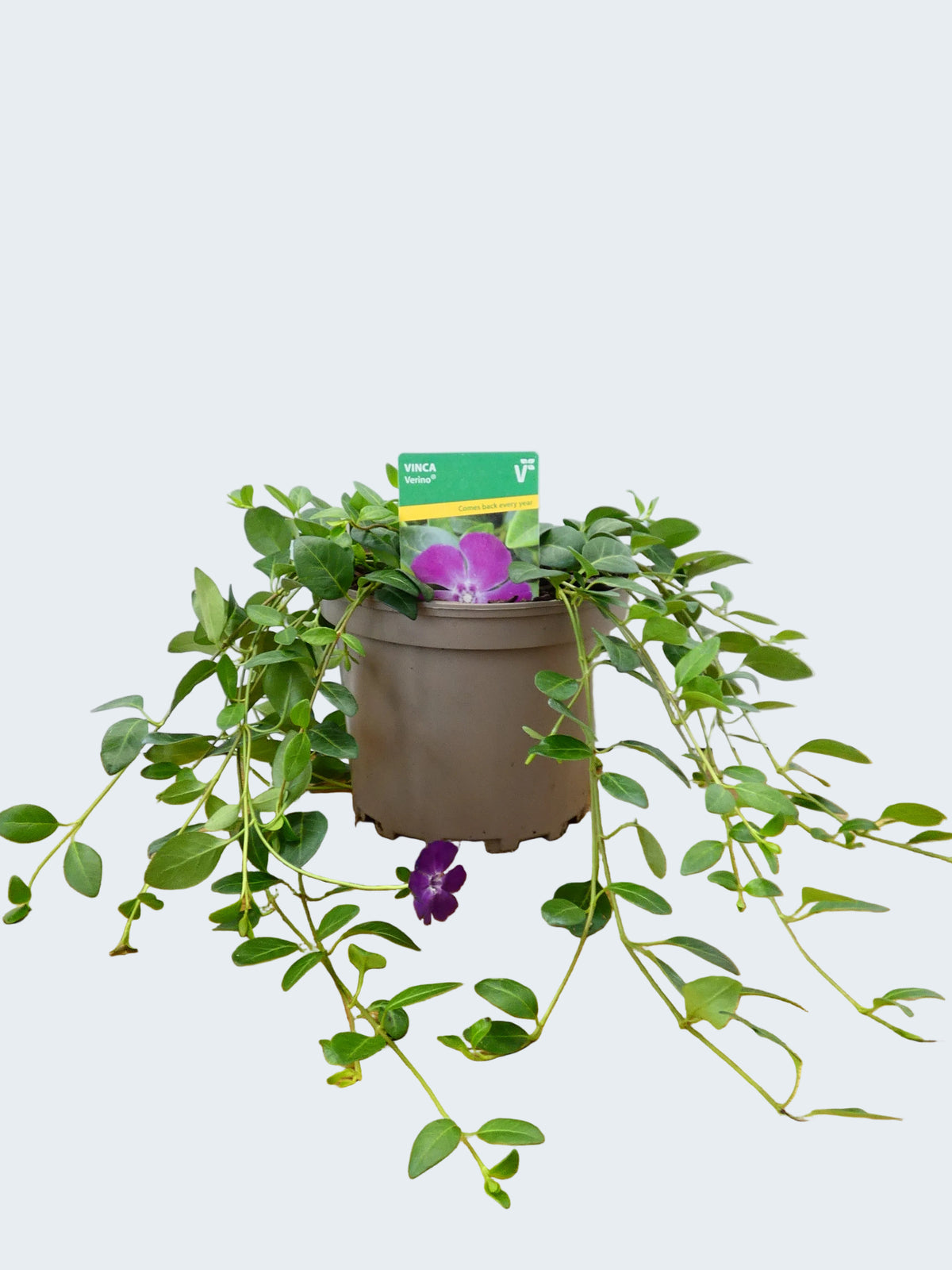 Vinca 'Verino' (2ltr)
