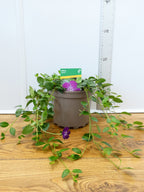 Vinca 'Verino' (2ltr)