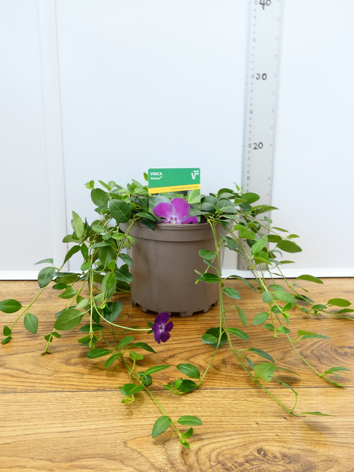 Vinca 'Verino' (2ltr)