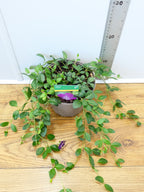 Vinca 'Verino' (2ltr)