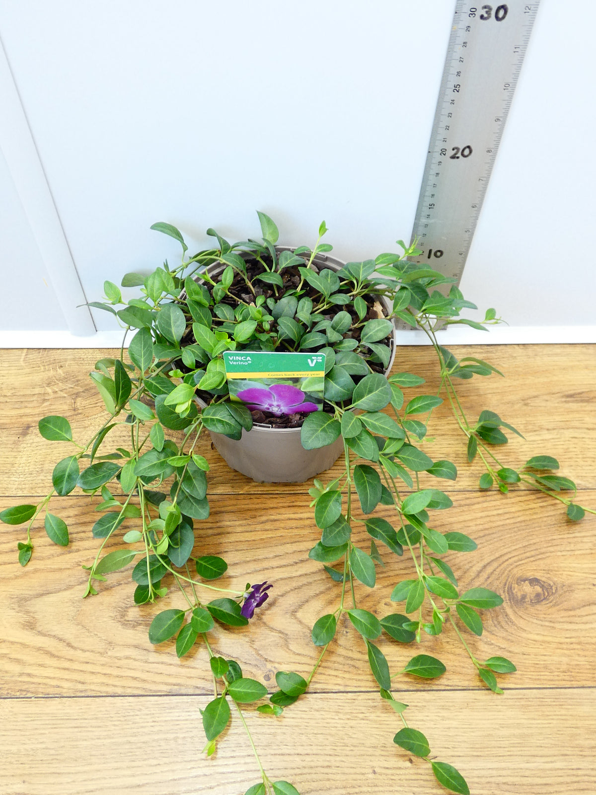 Vinca 'Verino' (2ltr)