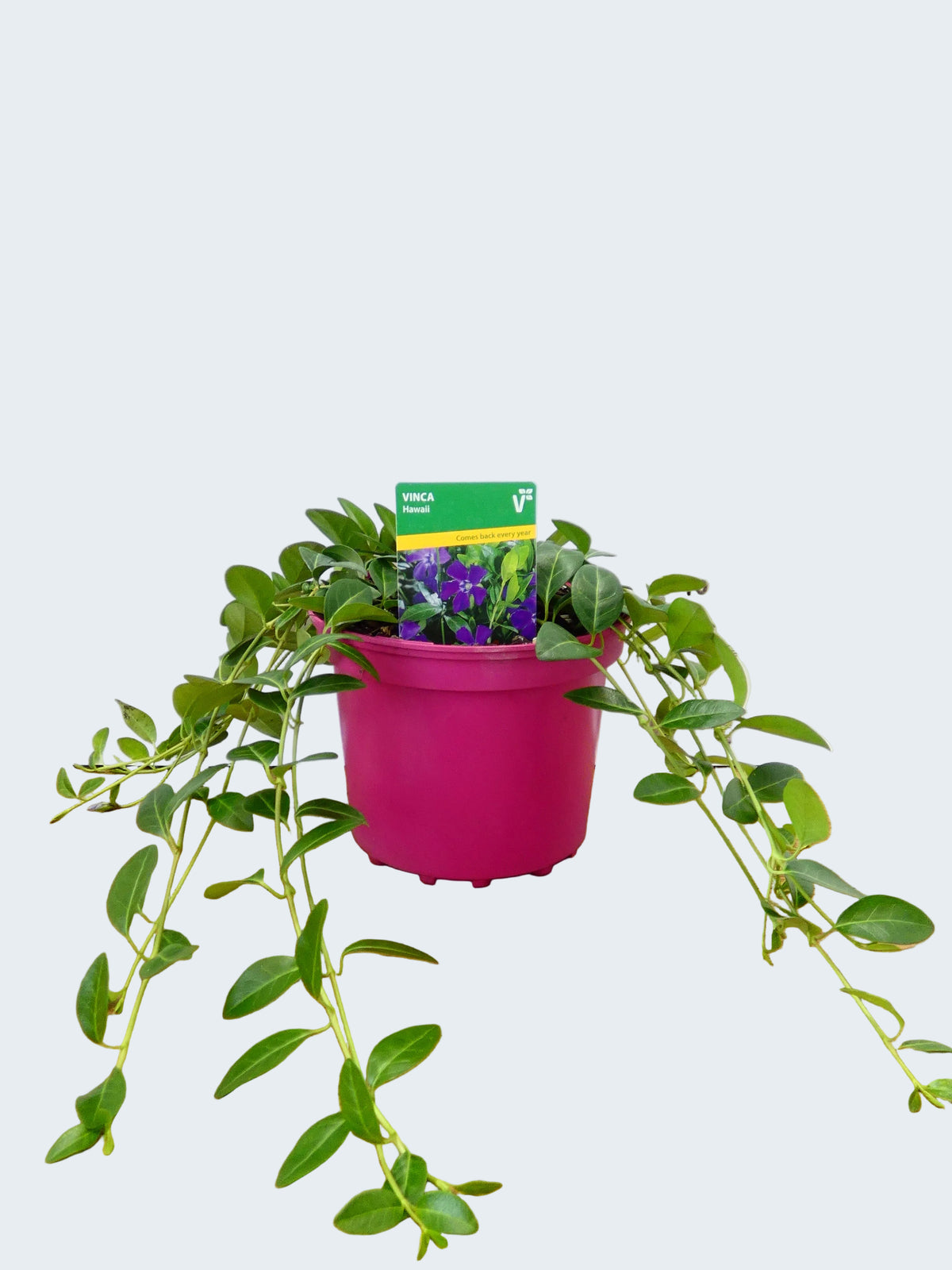 Vinca 'Hawaii' (2ltr)