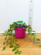 Vinca 'Hawaii' (2ltr)