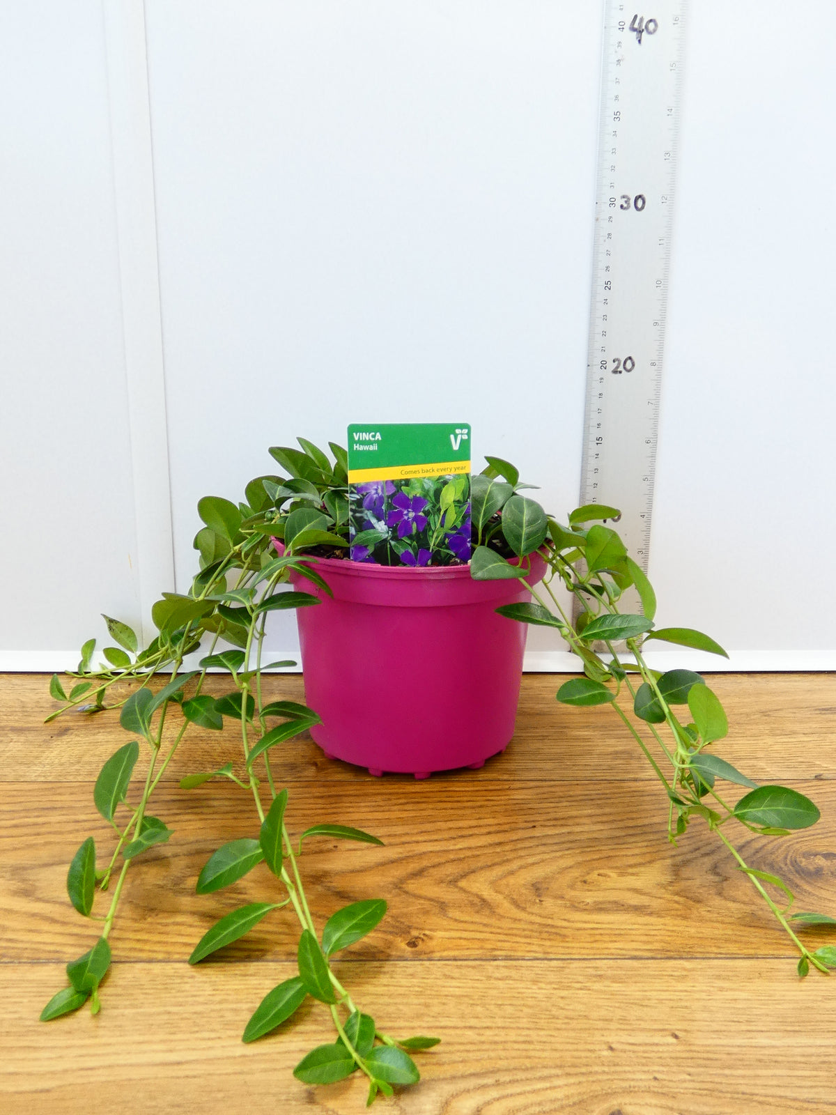 Vinca 'Hawaii' (2ltr)