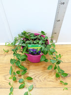 Vinca 'Hawaii' (2ltr)