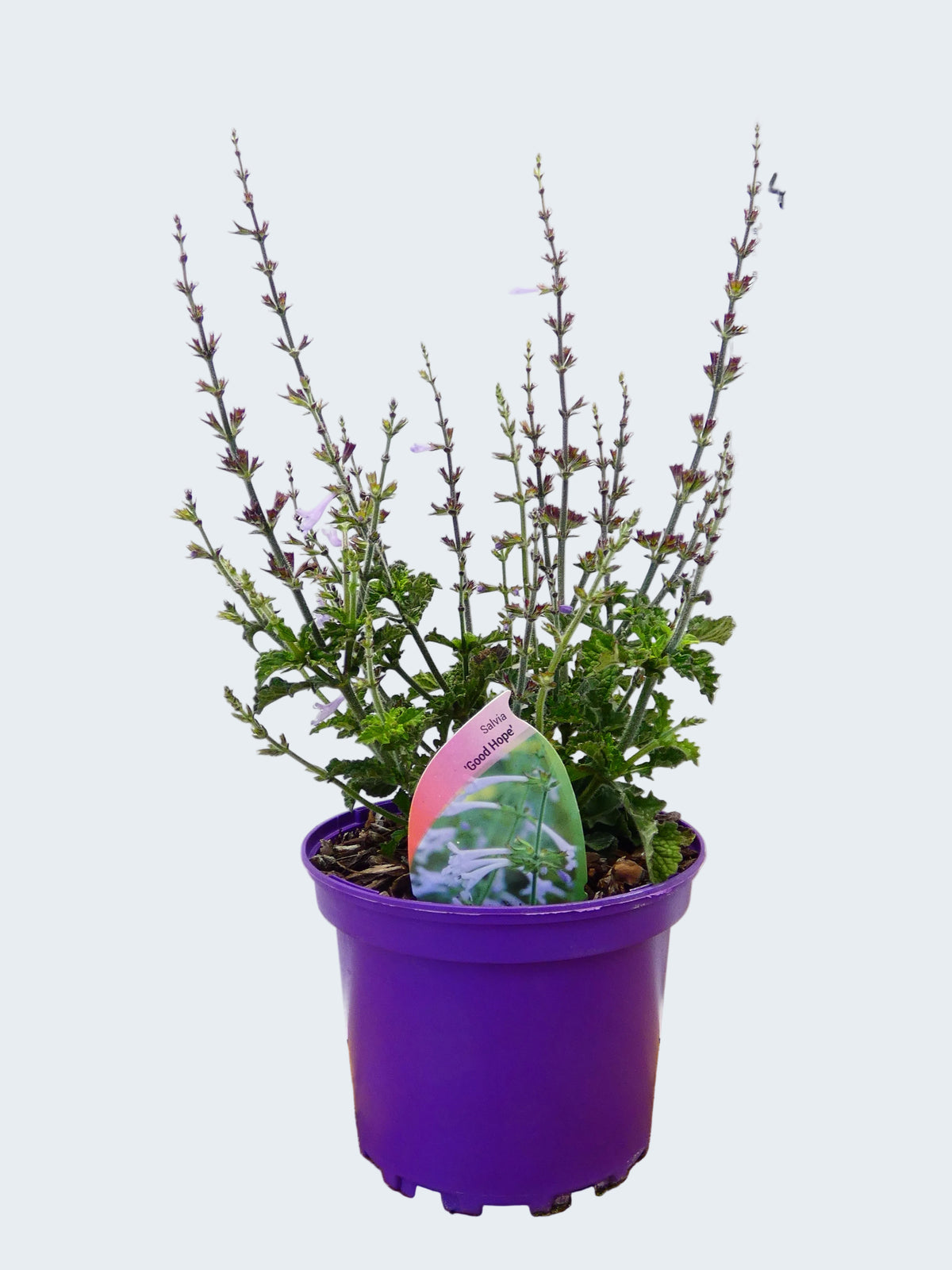 Salvia 'Good Hope' (2ltr)