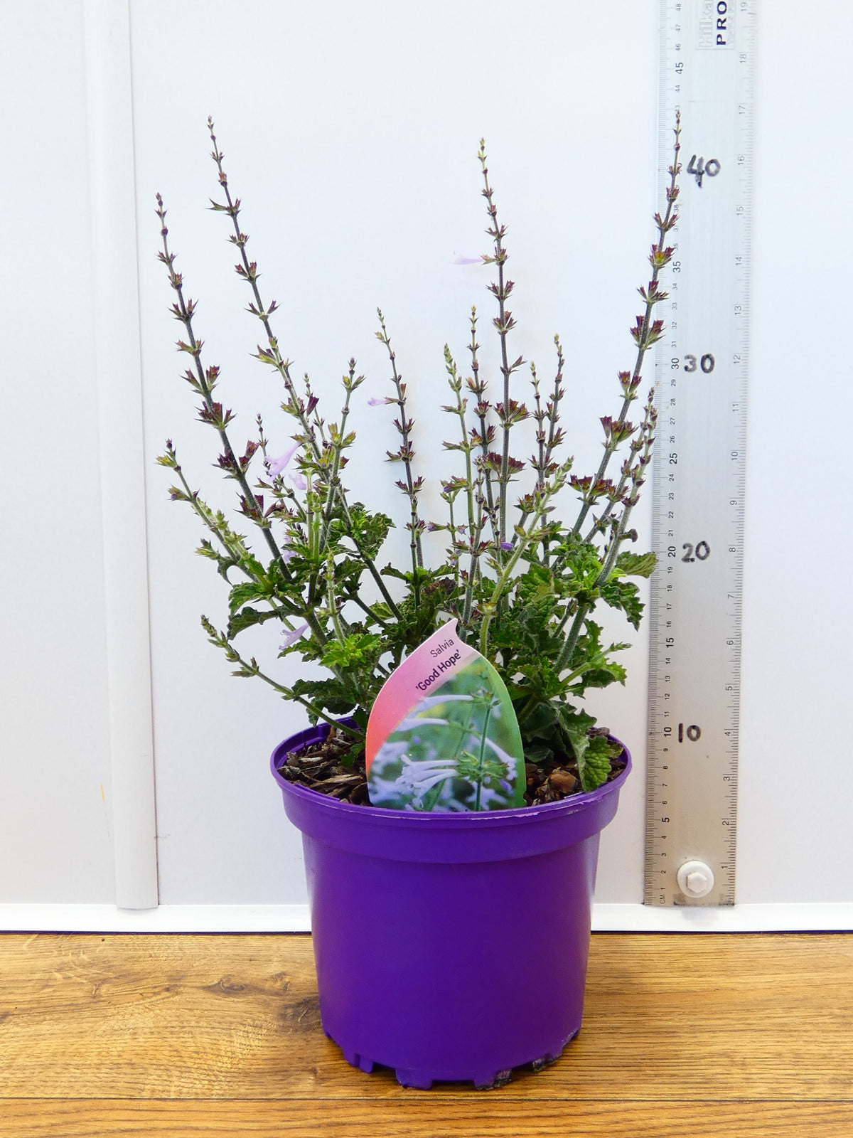 Salvia 'Good Hope' (2ltr)
