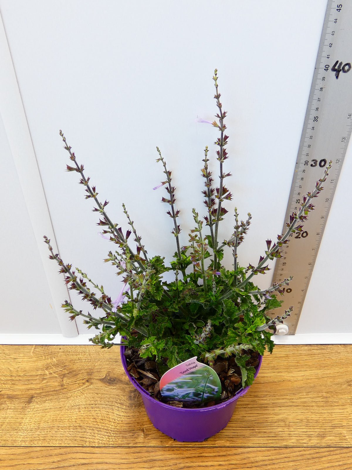 Salvia 'Good Hope' (2ltr)