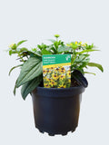 Rudbeckia 'Yellow' (2ltr)