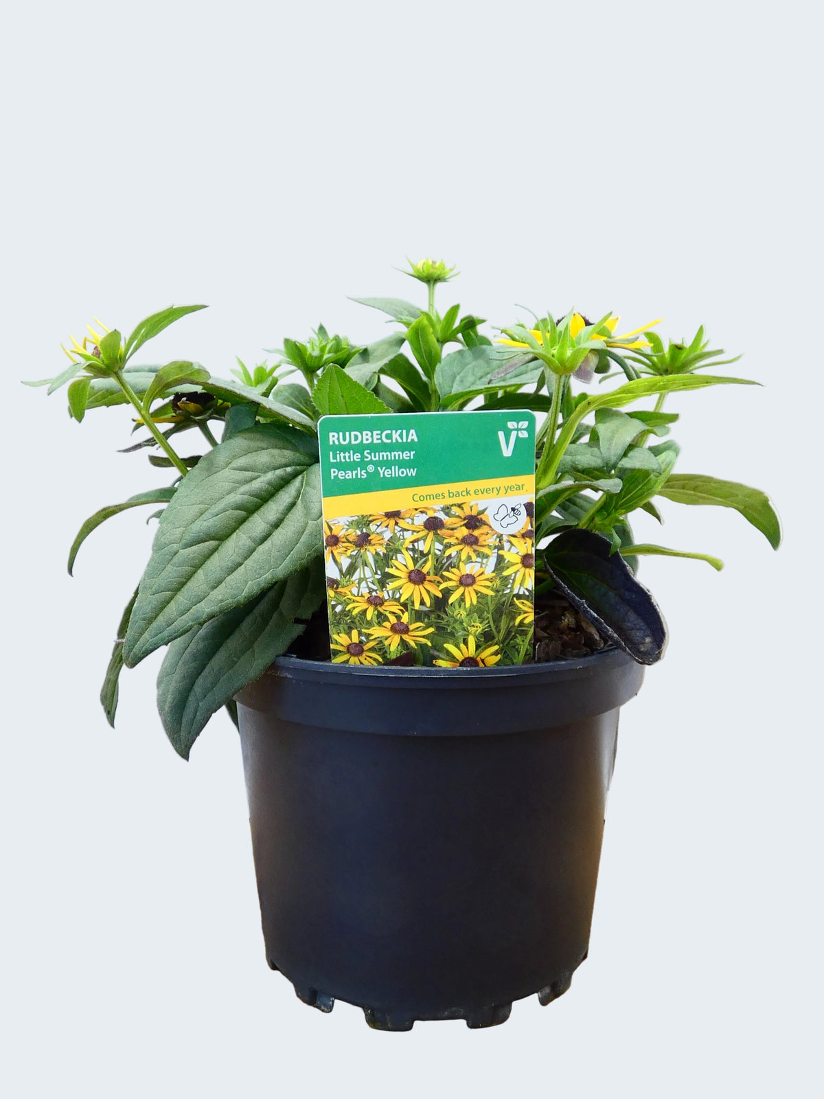 Rudbeckia 'Yellow' (2ltr)